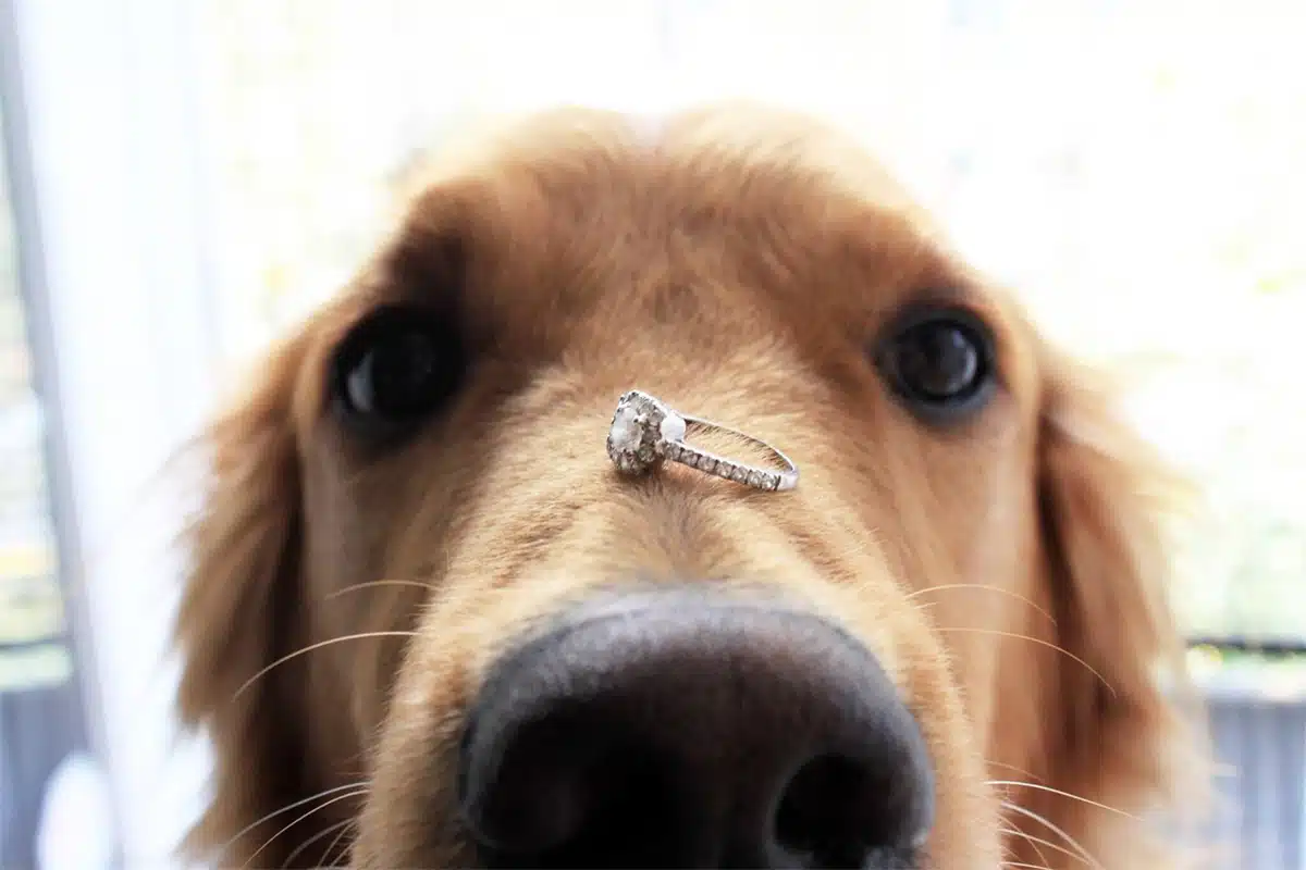 propose with your pet